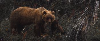 Обои 3440x1440 бурый медведь, дикая природа