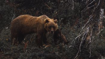 Обои 1920x1080 бурый медведь, дикая природа