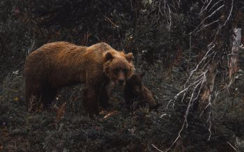 Обои 2560x1600 бурый медведь, дикая природа