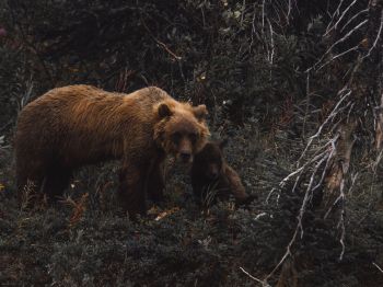 Обои 800x600 бурый медведь, дикая природа