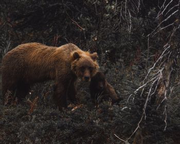 Обои 1280x1024 бурый медведь, дикая природа