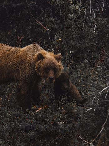 Обои 1668x2224 бурый медведь, дикая природа