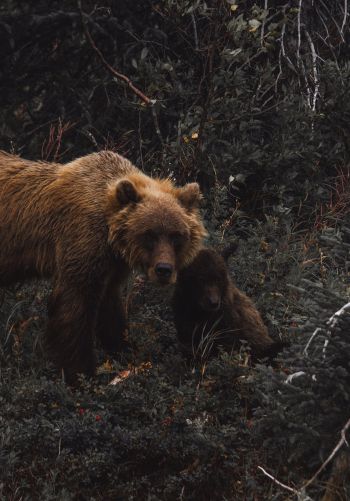 Обои 1668x2388 бурый медведь, дикая природа