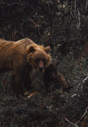 brown bear, wild nature Wallpaper 1640x2360
