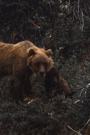 Обои 640x960 бурый медведь, дикая природа