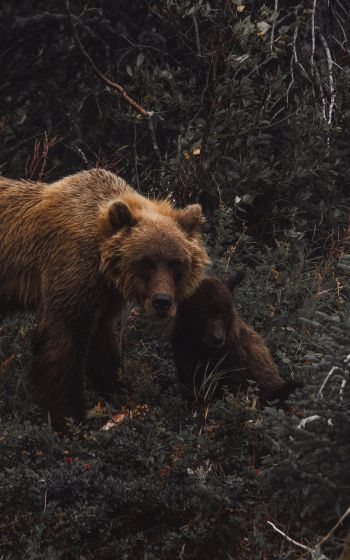 Обои 800x1280 бурый медведь, дикая природа