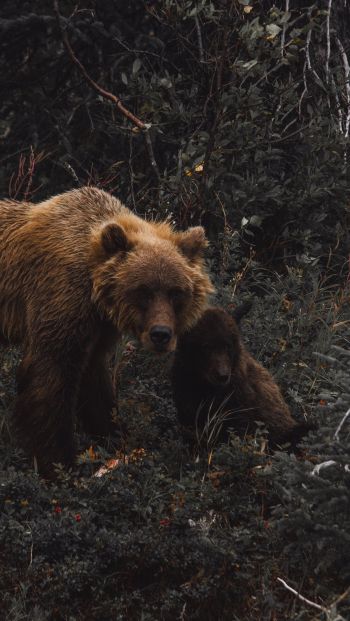 Обои 640x1136 бурый медведь, дикая природа