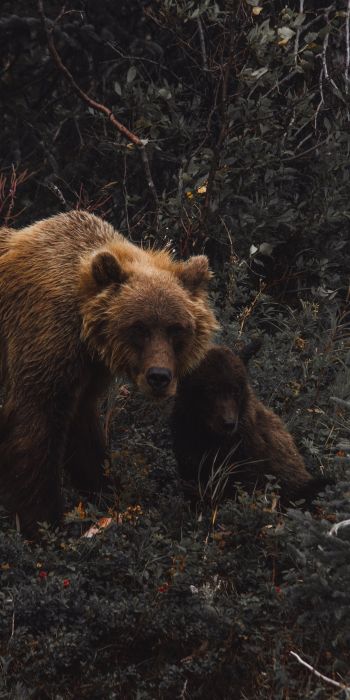 Обои 720x1440 бурый медведь, дикая природа