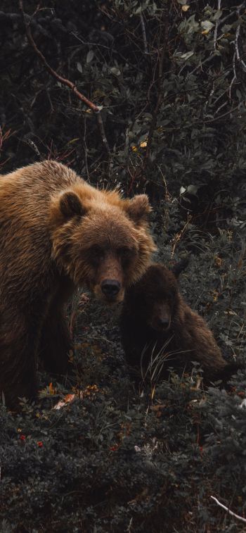 brown bear, wild nature Wallpaper 1170x2532