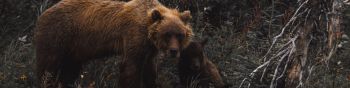 Обои 1590x400 бурый медведь, дикая природа