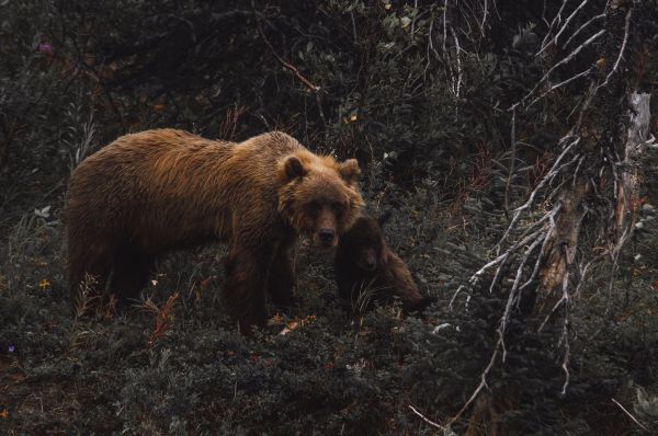 brown bear, wild nature Wallpaper 4096x2722