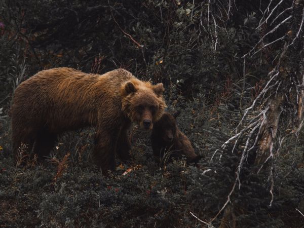 brown bear, wild nature Wallpaper 1024x768
