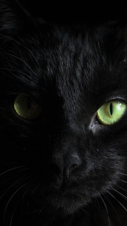 Обои 720x1280 черная кошка, домашний питомец