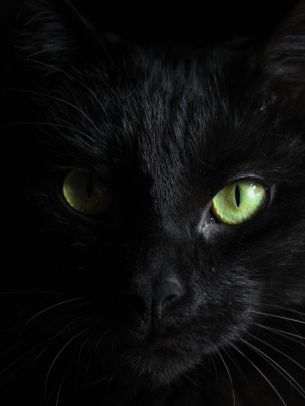 Обои 1536x2048 черная кошка, домашний питомец