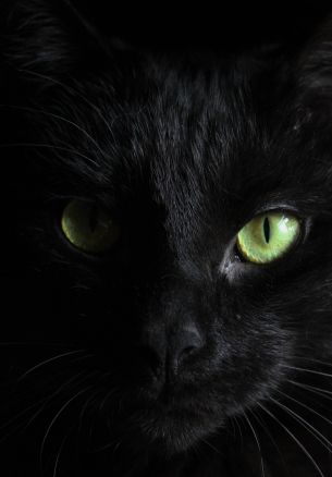 Обои 1640x2360 черная кошка, домашний питомец