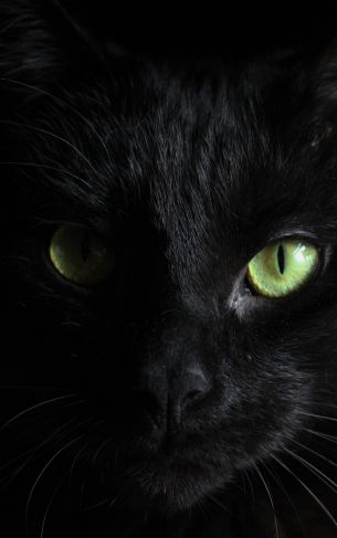 black cat, pet Wallpaper 1752x2800