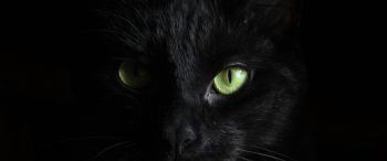 Обои 3440x1440 черная кошка, домашний питомец