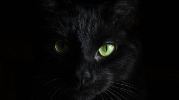 Обои 1920x1080 черная кошка, домашний питомец