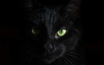 Обои 2560x1600 черная кошка, домашний питомец