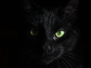Обои 800x600 черная кошка, домашний питомец