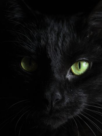 Обои 1620x2160 черная кошка, домашний питомец