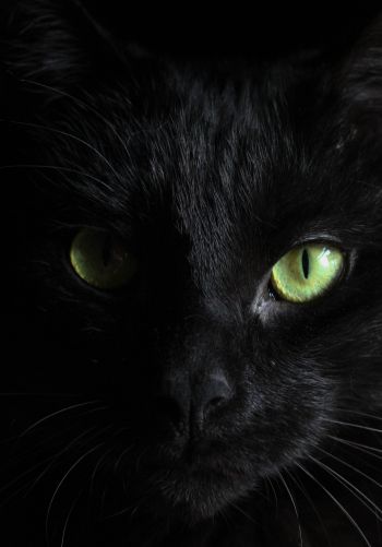 Обои 1668x2388 черная кошка, домашний питомец