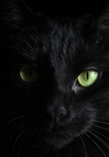 black cat, pet Wallpaper 1640x2360