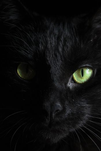 Обои 640x960 черная кошка, домашний питомец