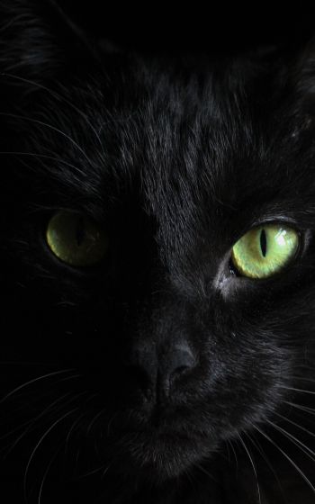 Обои 1600x2560 черная кошка, домашний питомец