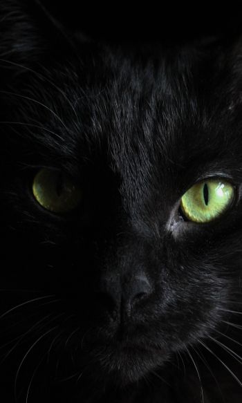Обои 1200x2000 черная кошка, домашний питомец