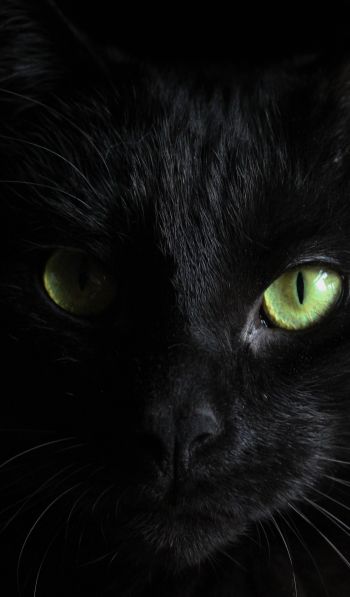 Обои 600x1024 черная кошка, домашний питомец