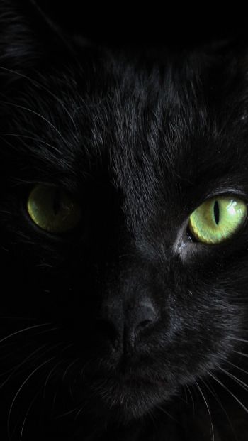 Обои 640x1136 черная кошка, домашний питомец