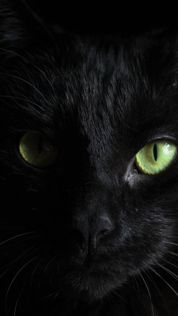 Обои 1440x2560 черная кошка, домашний питомец