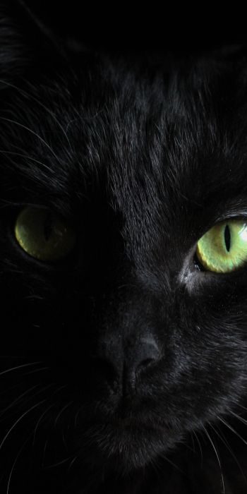 Обои 720x1440 черная кошка, домашний питомец