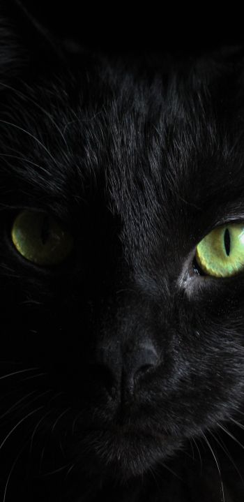 Обои 1080x2220 черная кошка, домашний питомец