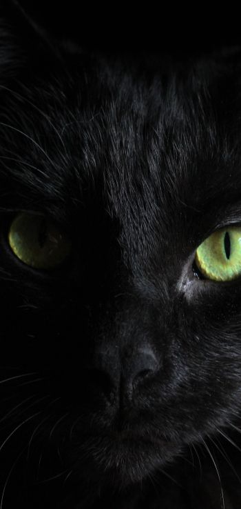 Обои 1080x2280 черная кошка, домашний питомец