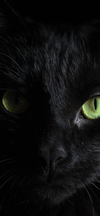 Обои 1284x2778 черная кошка, домашний питомец