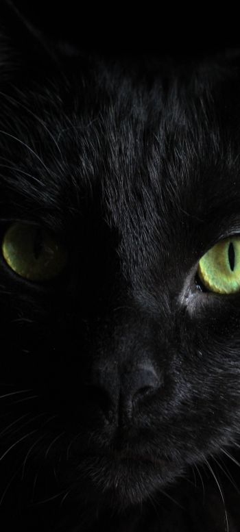 Обои 720x1600 черная кошка, домашний питомец