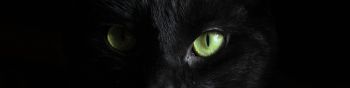 Обои 1590x400 черная кошка, домашний питомец