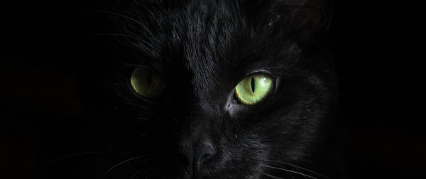 black cat, pet Wallpaper 2560x1080