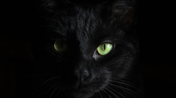 Обои 1366x768 черная кошка, домашний питомец