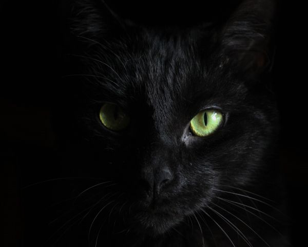 black cat, pet Wallpaper 1280x1024