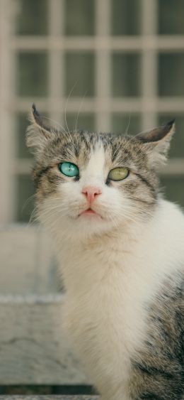 cat portrait Wallpaper 1080x2340