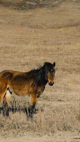 Altai Territory, Russia, horse Wallpaper 640x1136