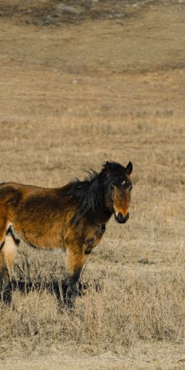 Altai Territory, Russia, horse Wallpaper 720x1440