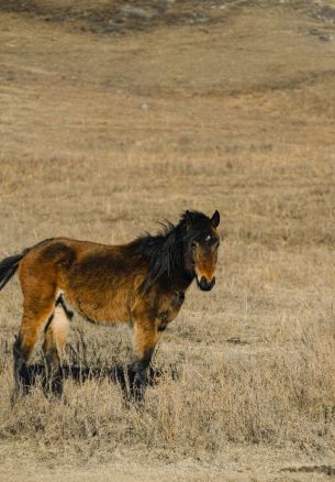 Altai Territory, Russia, horse Wallpaper 1640x2360