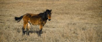 Обои 3440x1440 Алтайский край, Россия, лошадь