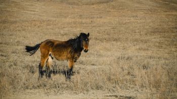 Altai Territory, Russia, horse Wallpaper 3840x2160