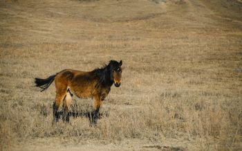 Обои 2560x1600 Алтайский край, Россия, лошадь