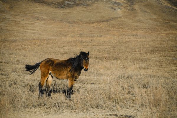 Altai Territory, Russia, horse Wallpaper 4000x2667